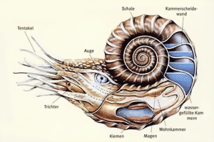 Trilopit